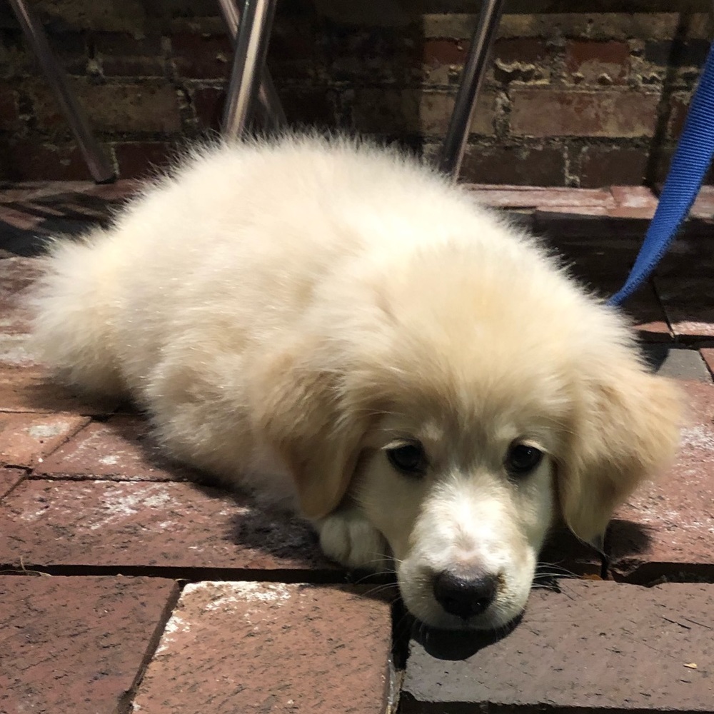 Meet your Posher, Evelyn